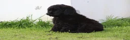 Cavapoo dogs for sale: Beautiful Cavapoo puppies for sale - Advert 33