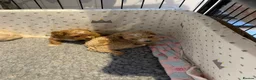 Maltipoo dogs for sale: Gorgeous Maltipoo Puppies  - Advert 9