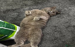 British Shorthair cats for sale: Beautiful British Shorthair Boy - Image 4