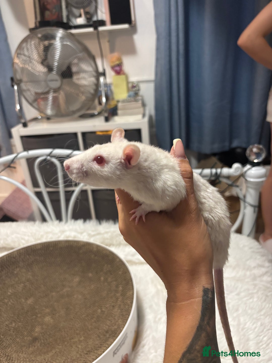Rat rodents for sale: Baby rats for sale  - Image 4