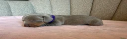 Miniature Dachshund dogs for sale: Beautiful KC Puppies - Advert 24