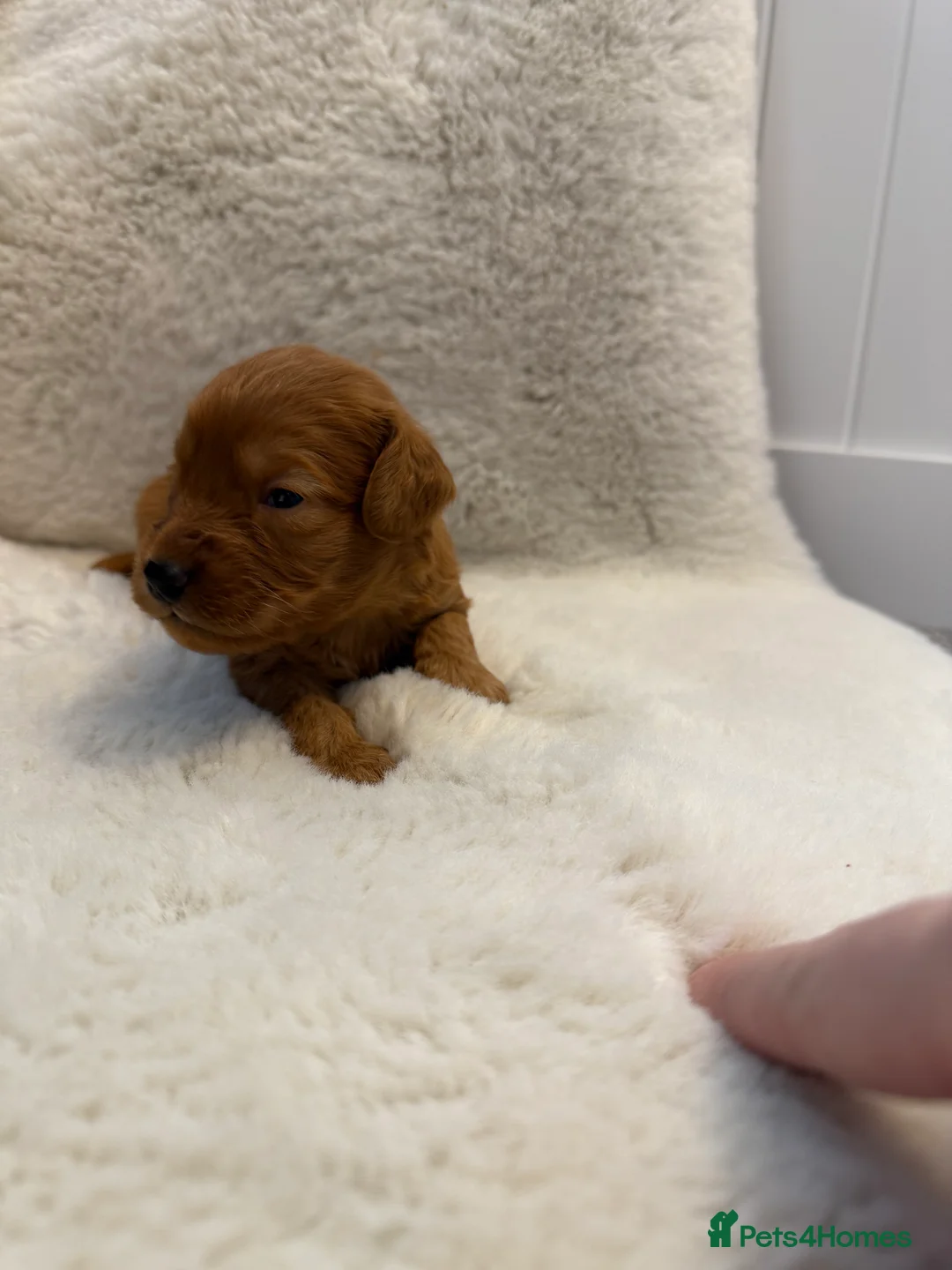 Cockapoo dogs for sale: F1 stunning cockerpoo puppies - Advert 16