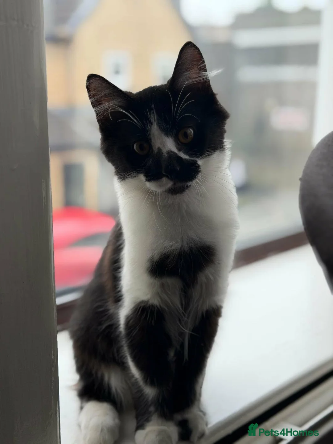 Mixed Breed cats for sale: Kittens  in Blackburn - Advert 11