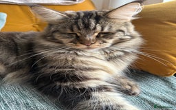 Maine Coon cats for sale: American Maine Coon Girl for sale! - Image 2