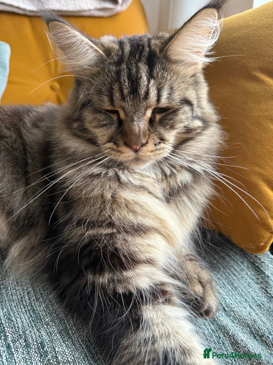 Maine Coon cats for sale: American Maine Coon Girl for sale! - Image 2