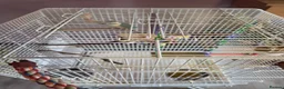 Conures birds for sale: Green-Cheek Conure With Cage and Accessory's - Advert 15