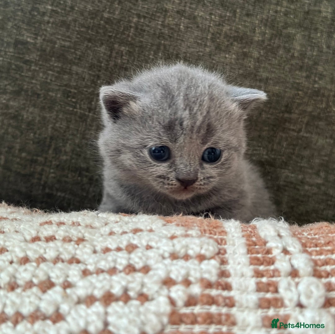 British Shorthair cats for sale: GCCF Registered British Shorthair kittens  - Advert 5