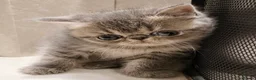 Exotic cats for sale: Show Quality Exotic kittens (TICA) - Advert 3