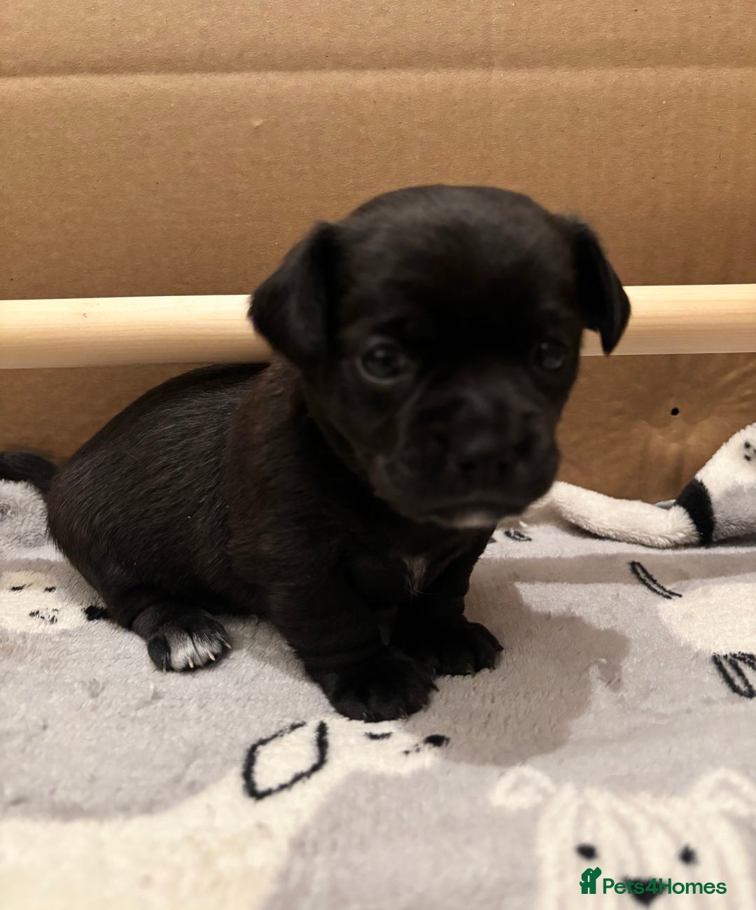 Chihuahua dogs for sale: Beautiful Chihuahua Puppies - Advert 25