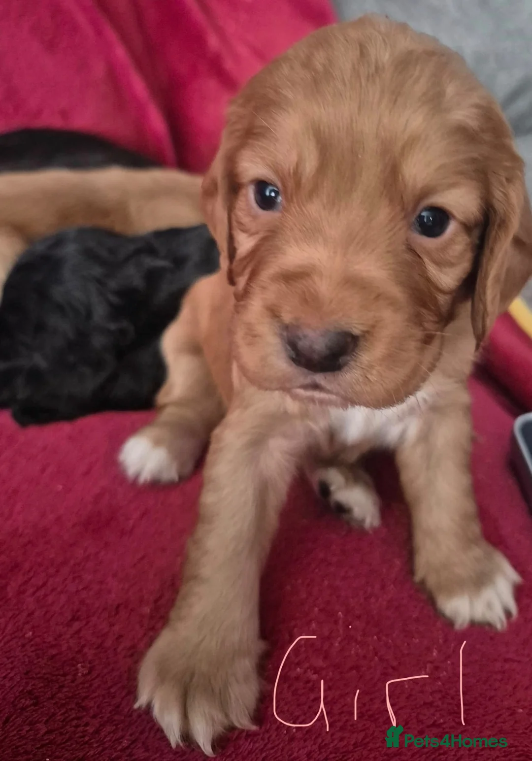 Cocker Spaniel dogs for sale: 5 gorgeous cocker spaniel pups  - Advert 2