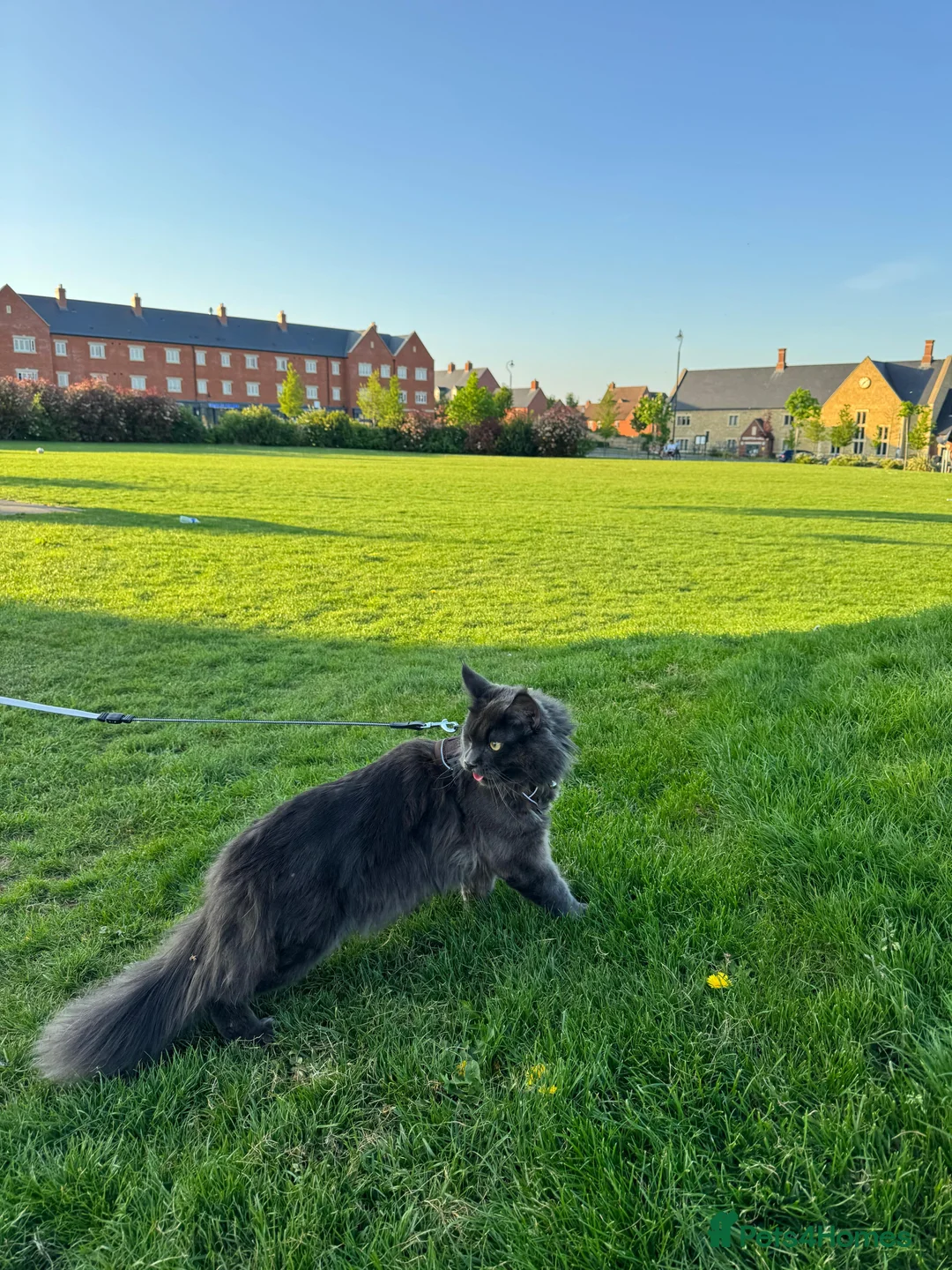 Maine Coon cats for stud: For stud - Advert 2