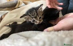 Bengal cats for sale: 3 Bengal mix kittens  - Image 6