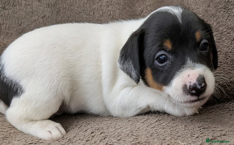 Jack Russell dogs - Advert 2