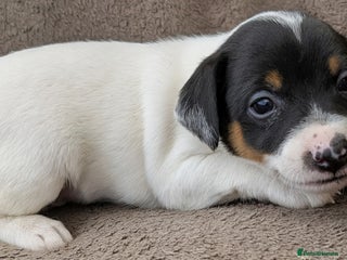 Jack Russell dogs - Advert 2