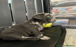 French Bulldog dogs for sale: Charming selection of French Bulldog puppies - Image 2