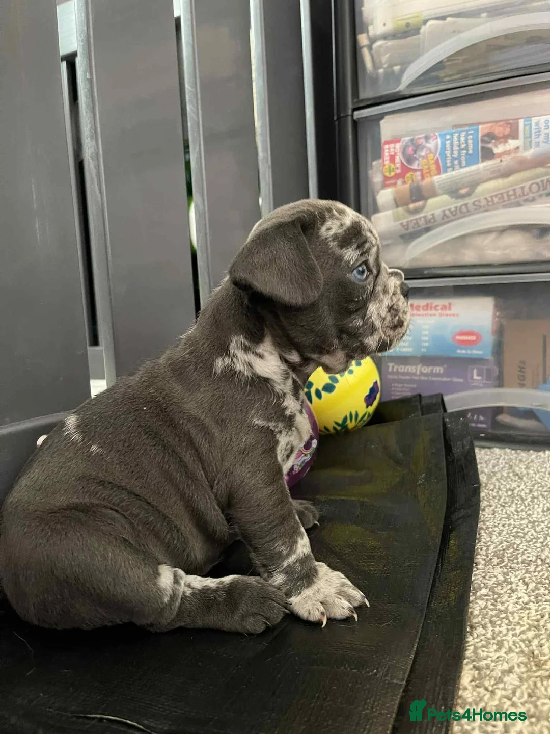 French Bulldog dogs for sale: Charming selection of French Bulldog puppies - Image 2