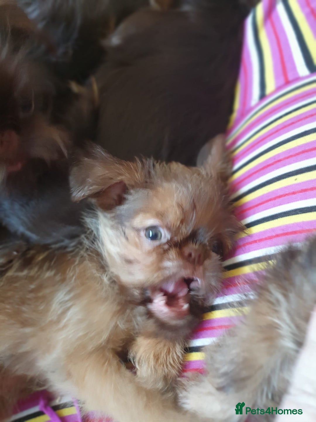 Griffon Bruxellois dogs for sale: One Beautiful Girl - Advert 3