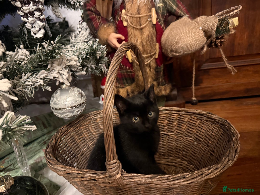 Mixed Breed cats for sale:  **  kittens for Sale  - Advert 9