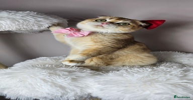 Scottish Fold cats - Advert 3
