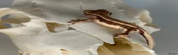 Gecko reptiles for sale: Baby Lilly white & harlequin crested geckos  - Advert 5