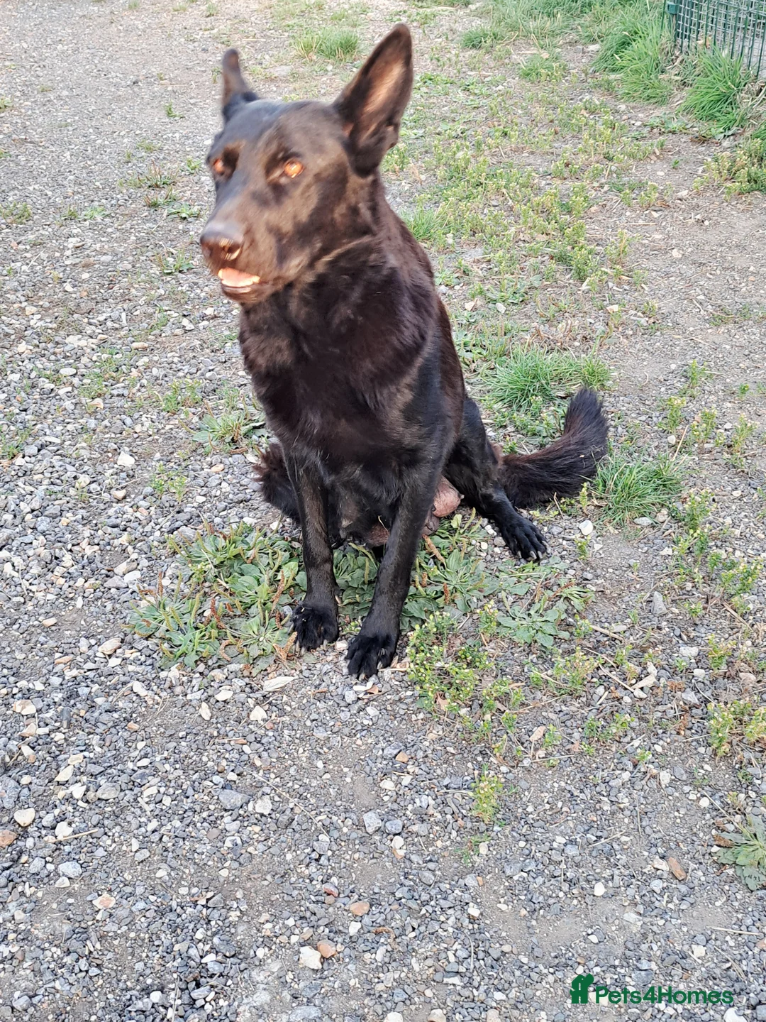 German Shepherd dogs for sale: German Shepherd (GSD) pups (born 04/07/2025) in Newbury - Advert 5