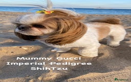 Shih Tzu dogs for sale: ShihTzu  - Image 11