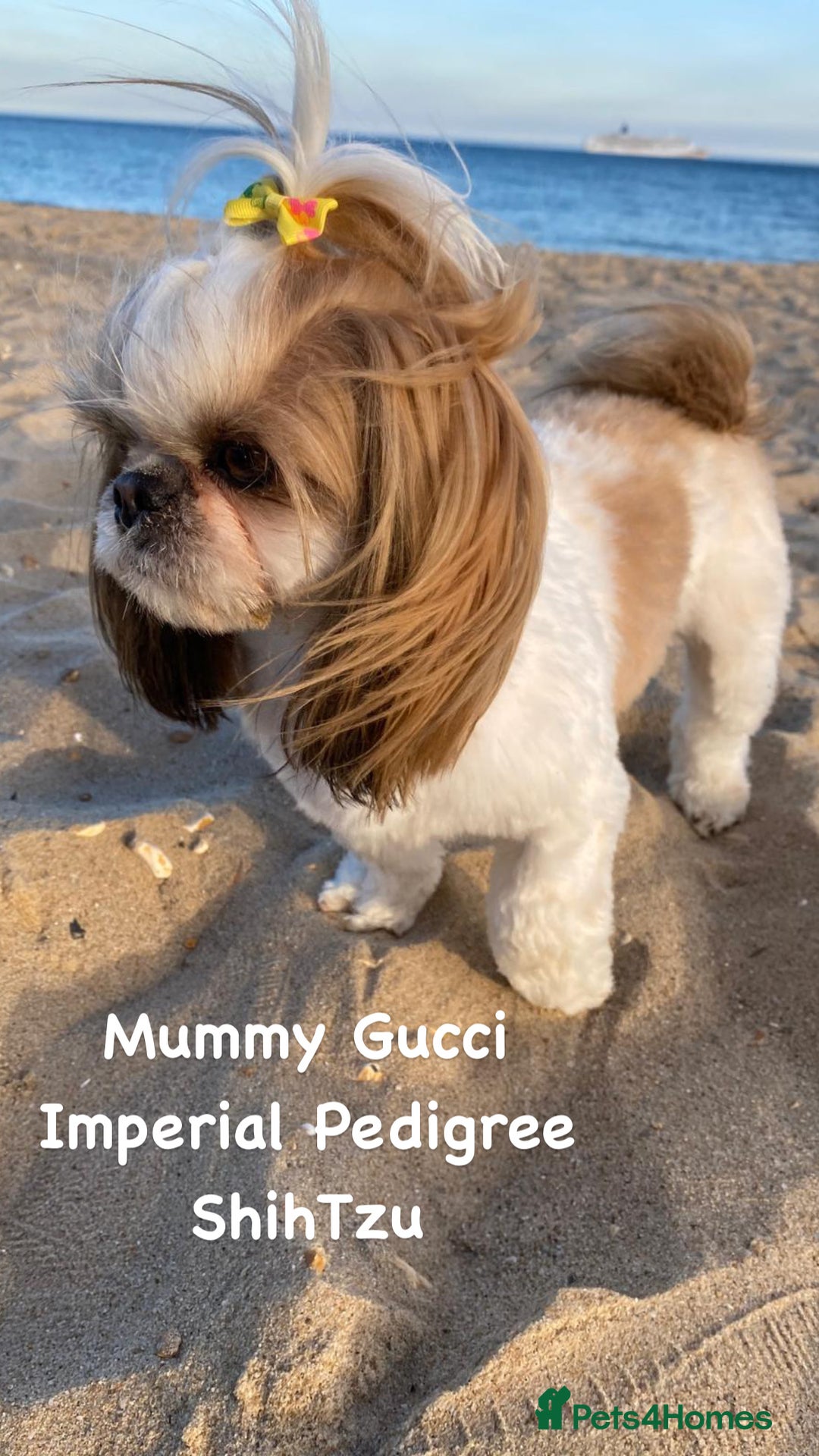 Shih Tzu dogs for sale: ShihTzu  - Image 11