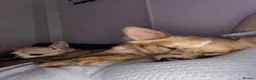 Chihuahua dogs for sale: ‘Moley’ looking for his new home in Tunbridge Wells - Advert 4