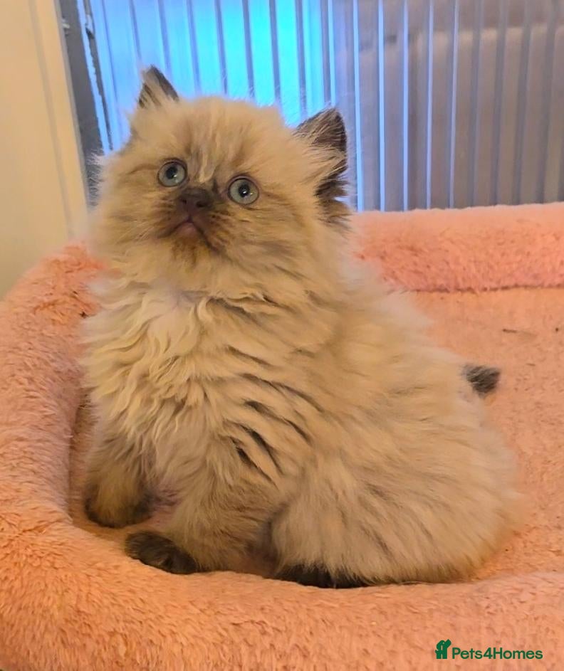 Persian cats Quality Minuet Persians - Advert 1
