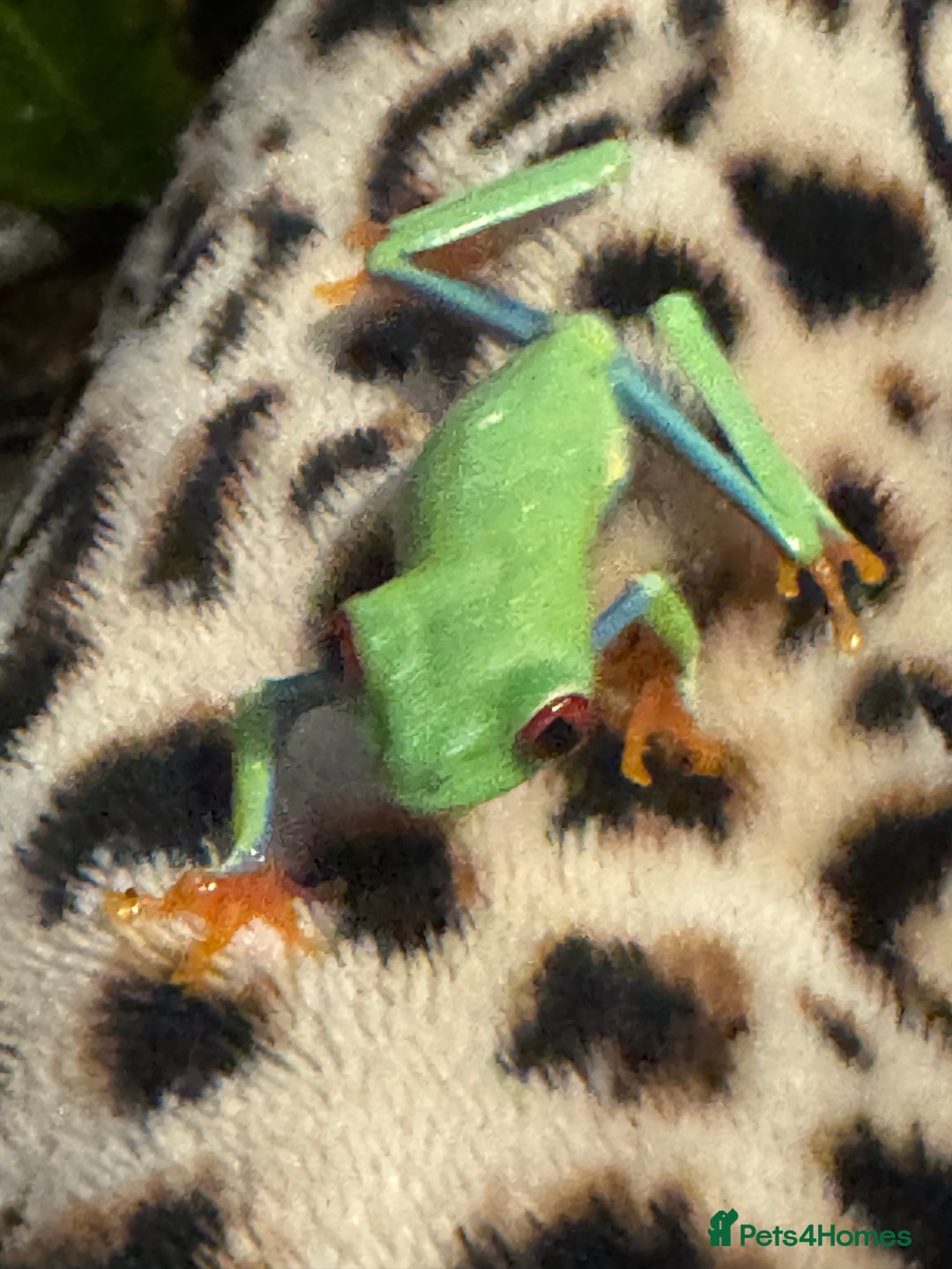 Frog reptiles for sale: Red Eye Tree Frogs (3 Total) - Advert 6
