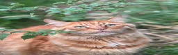 Mixed Breed cats for sale: ✨ 🐾 Kittens ready from today 🐾✨ - Advert 3