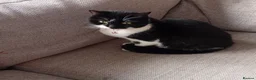 Mixed Breed cats for adoption: Beautiful Girl Looking for Her Forever Home - Advert 4
