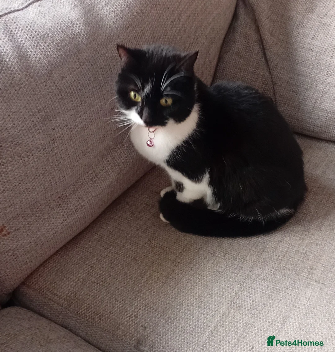 Mixed Breed cats for adoption: Beautiful Girl Looking for Her Forever Home - Advert 4