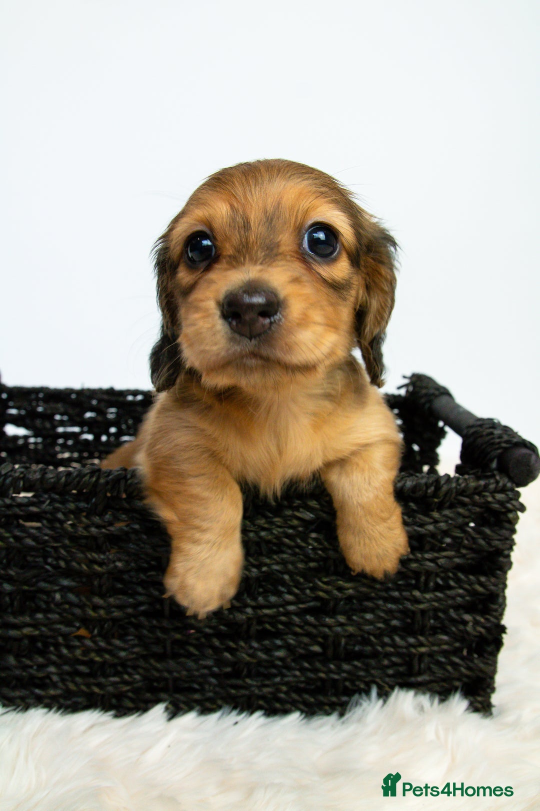 Miniature Dachshund dogs for sale: 5 Star licensed miniature Longhaired available  - Advert 7