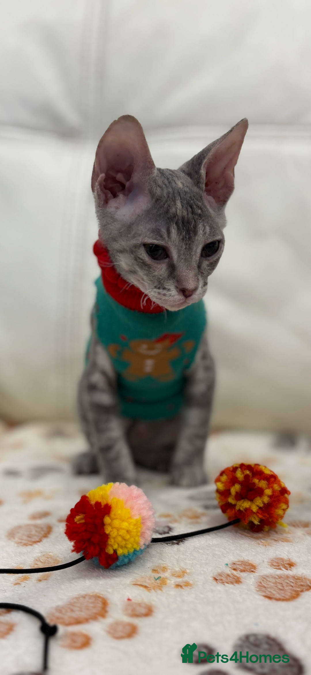 Sphynx cats for sale: Donskoy - Advert 8