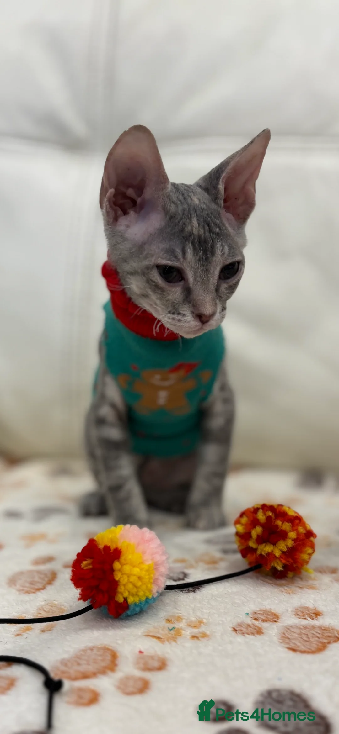 Sphynx cats for sale: Donskoy - Advert 8