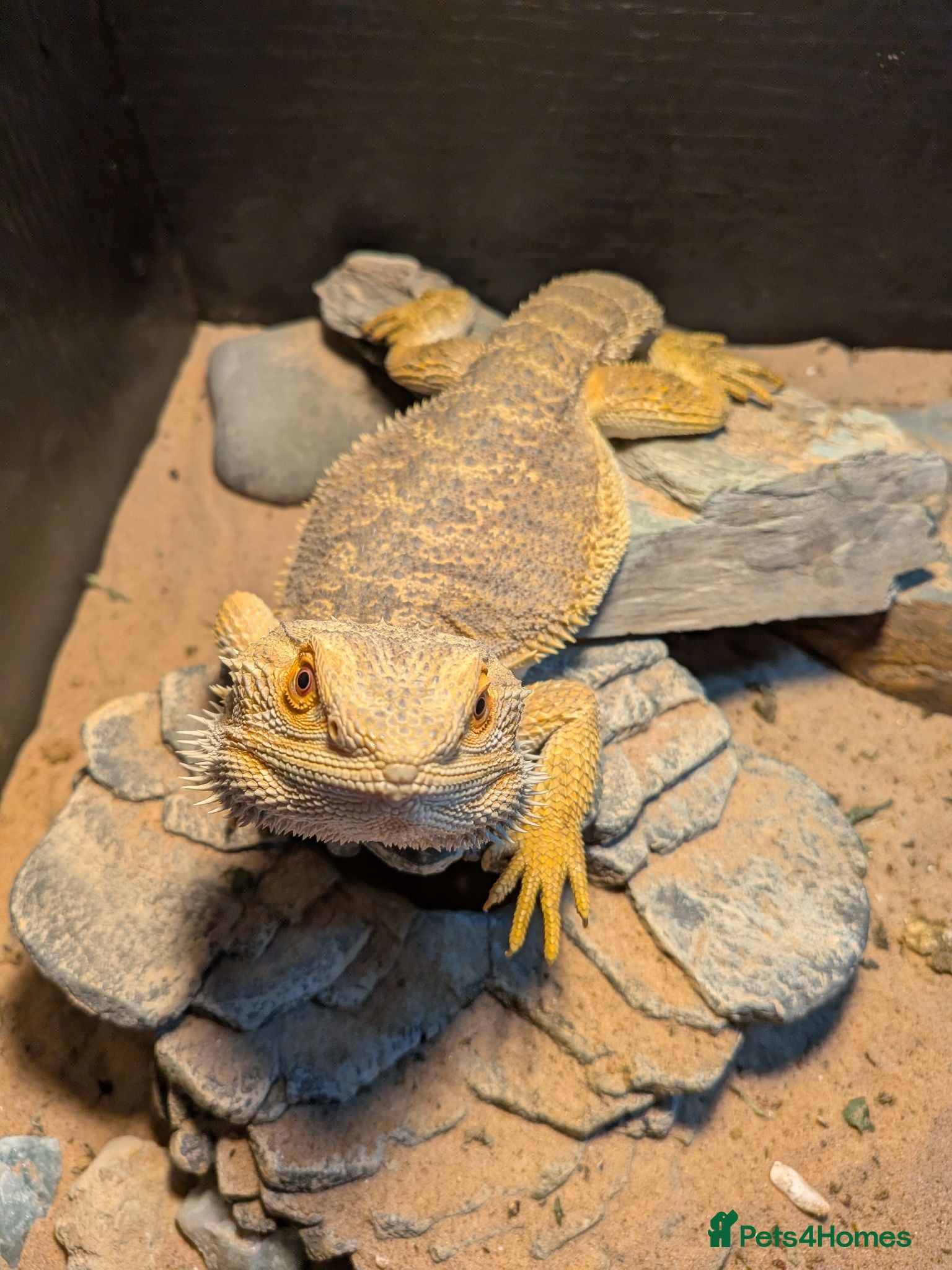 Bearded Dragon reptiles Female Bearded Dragon - Free to a Good Home - Advert 6