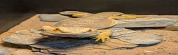 Bearded Dragon reptiles for sale: Female Bearded Dragon - Free to a Good Home in Cheltenham - Advert 1