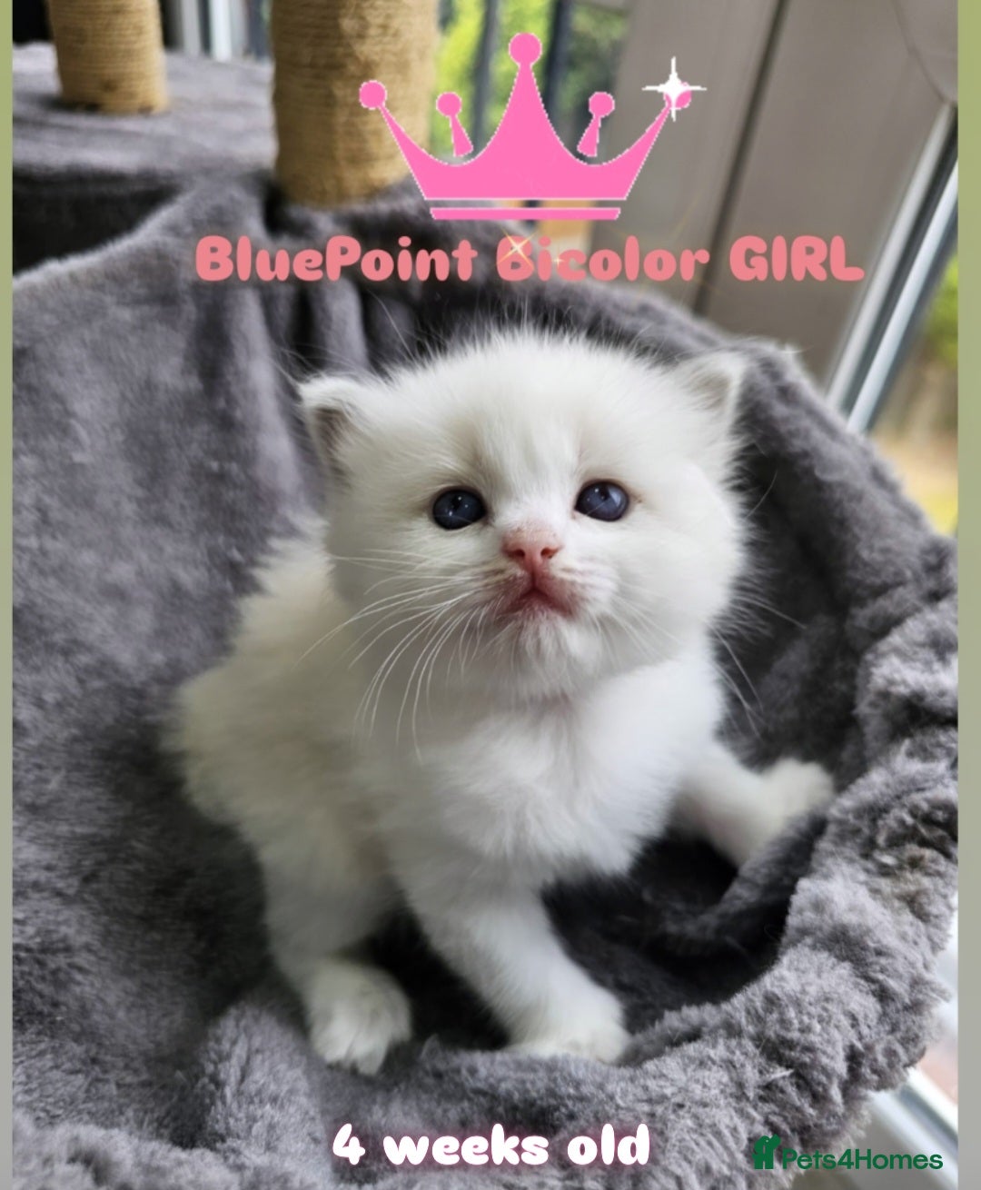 Ragdoll cats for sale: Beautiful Chunky Pure Breed Ragdoll kittens - Image 1