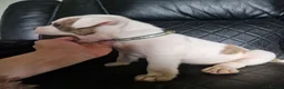 American Bulldog dogs for sale: These 3 babies are looking for there forever home - Advert 7