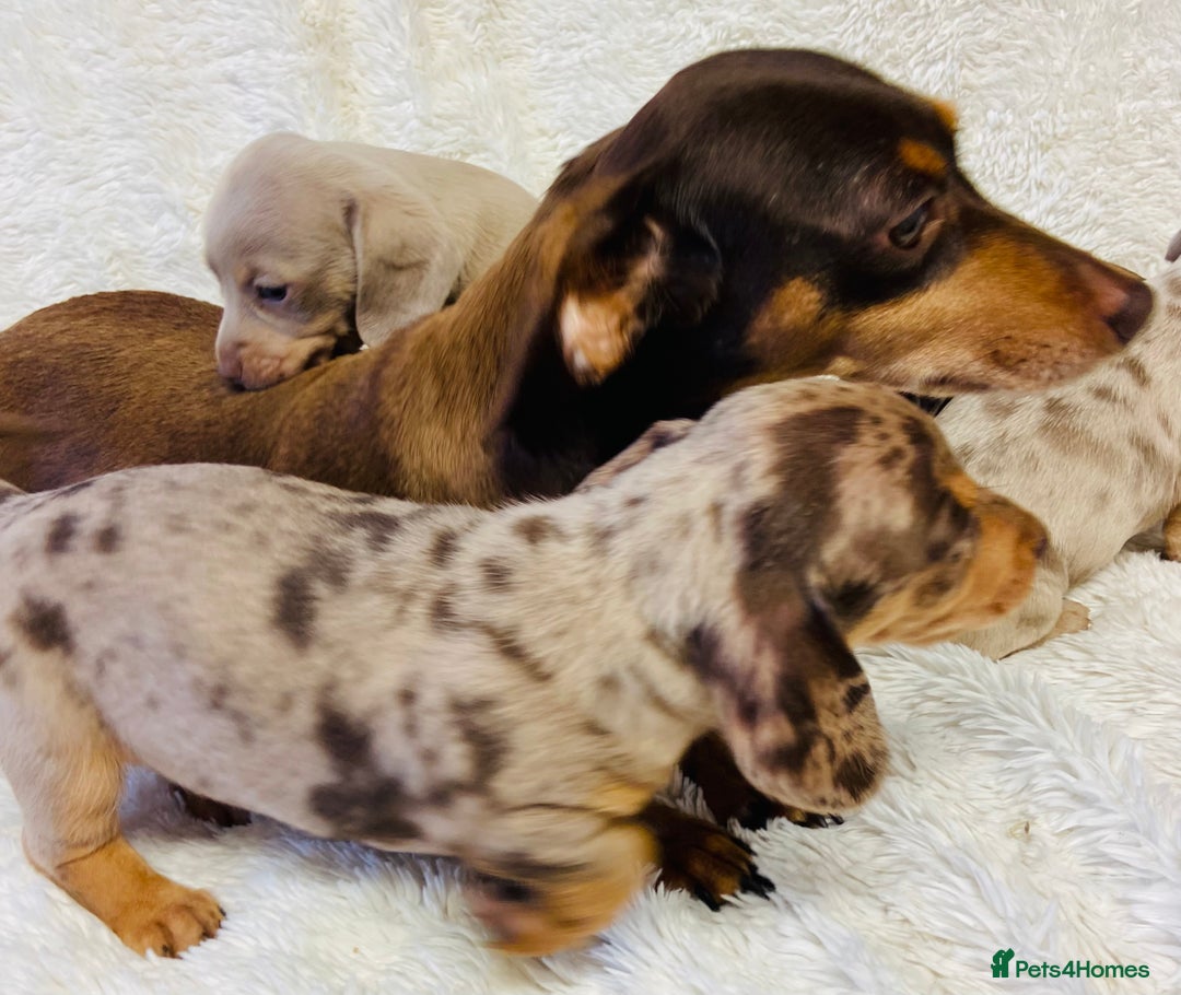 Miniature Dachshund dogs for sale: Miniature Dachshund puppies for sale  - Image 9