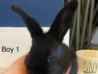 Continental Giant rabbits Brand new litter pure bred continental giants - Advert 19