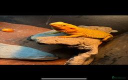 Bearded Dragon reptiles for sale: Baby bearded dragons 6 weeks old - Image 6