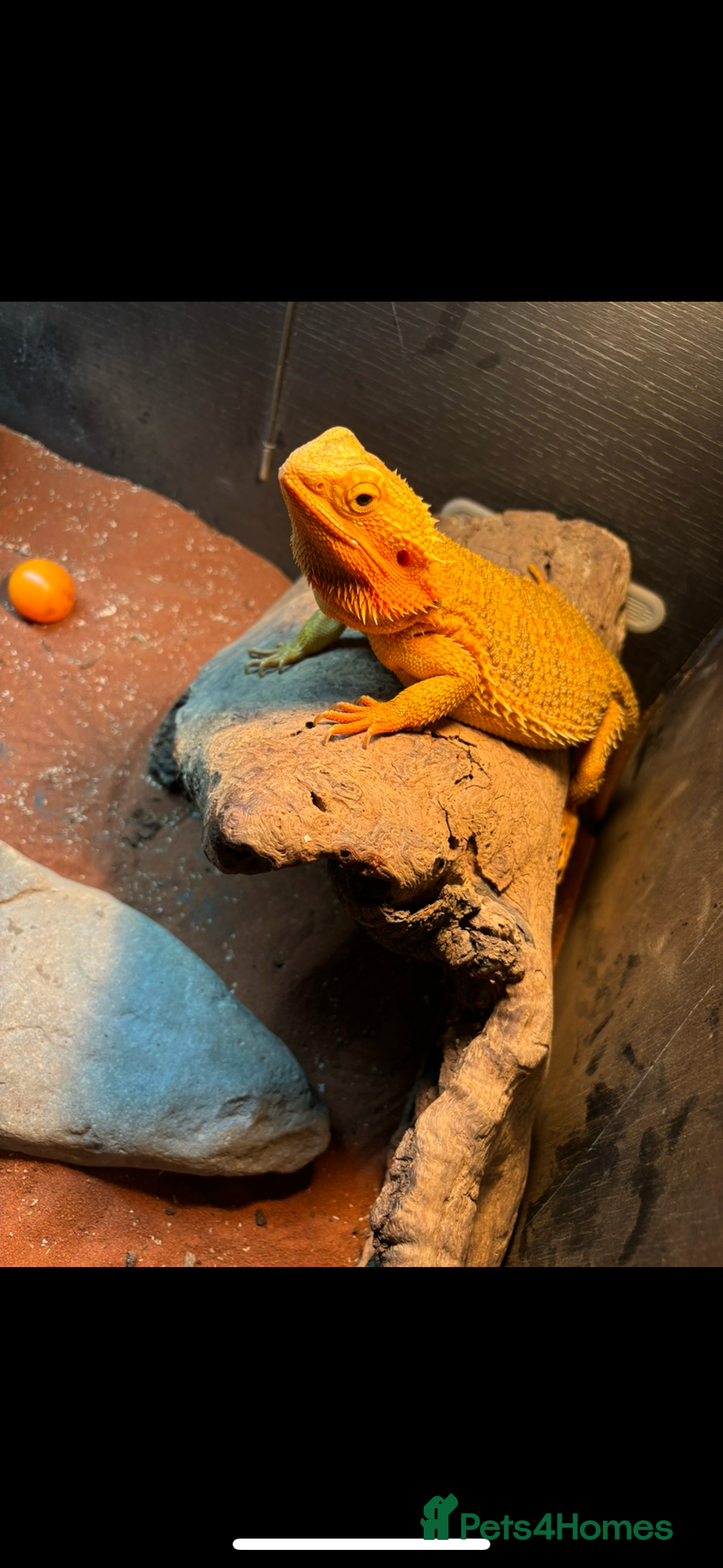 Bearded Dragon reptiles for sale: Baby bearded dragons 6 weeks old - Image 6