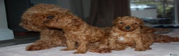 Toy Poodle dogs for sale: Beautiful solid red KC toy poodle - Advert 9