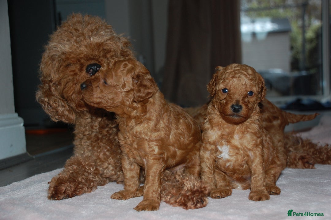 Toy Poodle dogs for sale: Beautiful solid red KC toy poodle - Advert 9