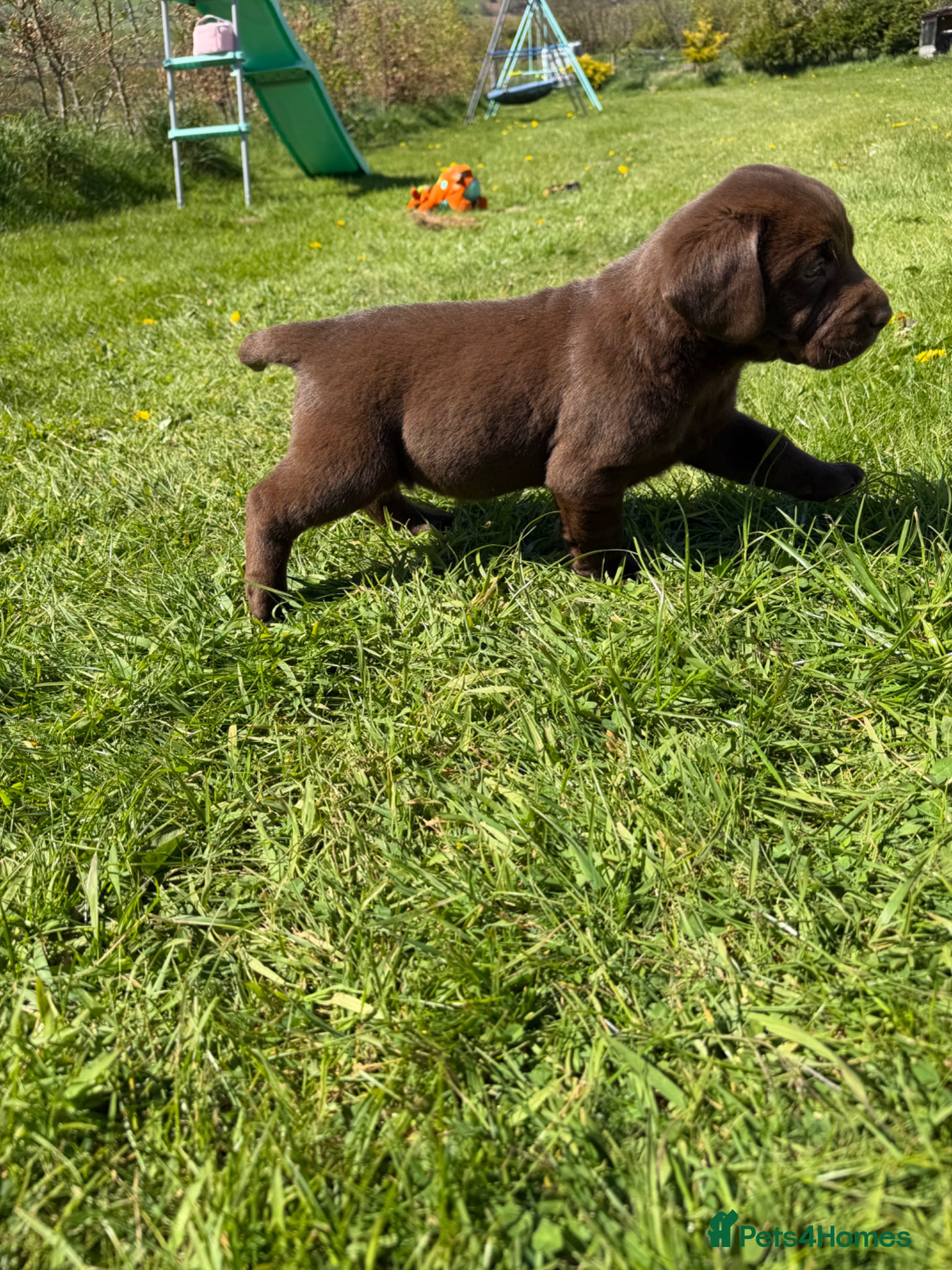 Labrador Retriever dogs 🐾Chocolate Labrador puppies🐾 - Advert 1