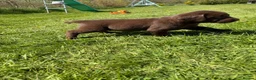 Labrador Retriever dogs for sale: Chunky chocolate Labrador puppies - Advert 7