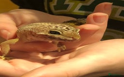 Leopard Gecko reptiles for sale: Leopard gecko for sale (with all accessories) - Advert 2