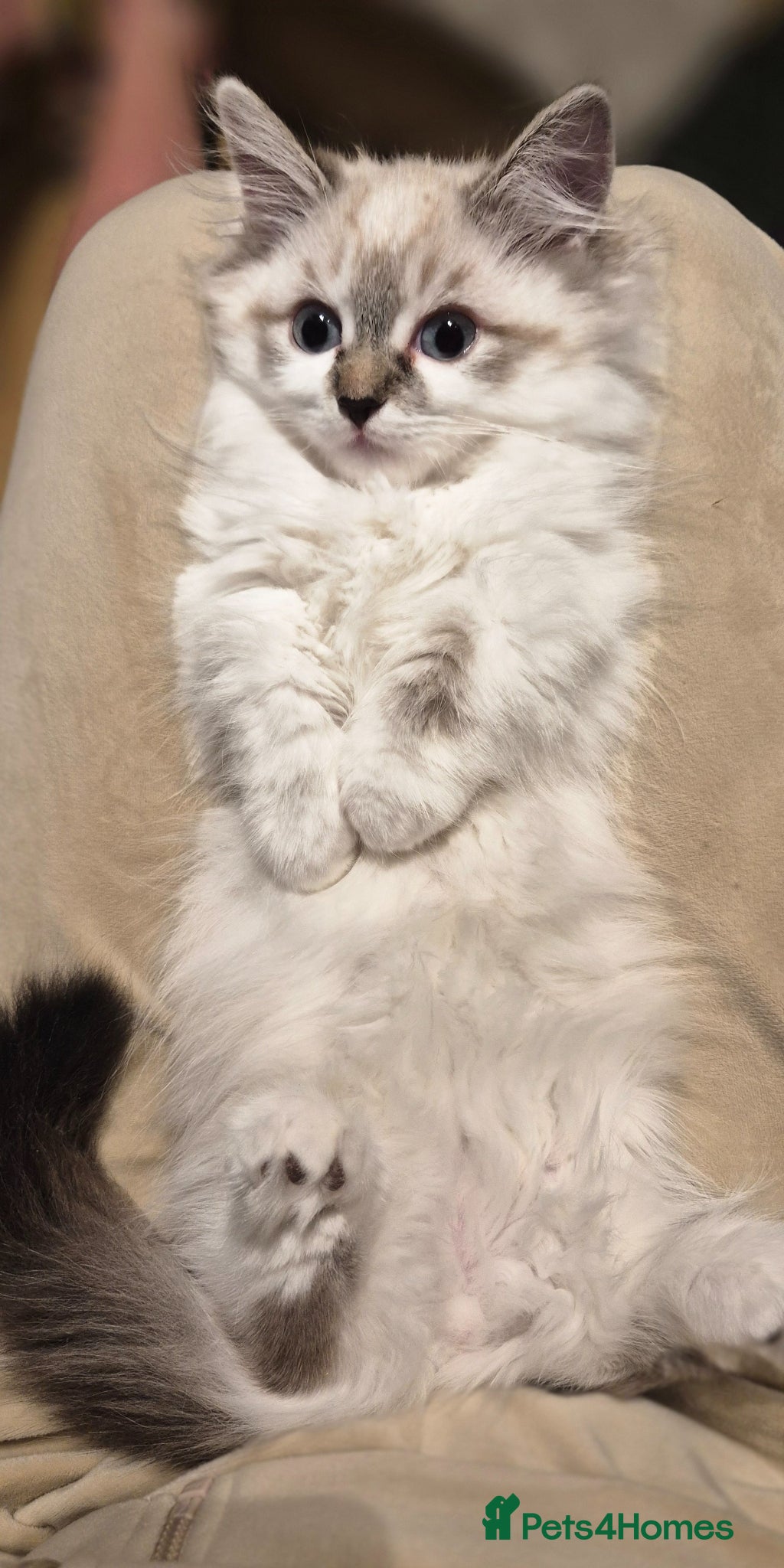 Munchkin cats Super short legs Munchkin boy, full TICA pedigree  - Advert 1